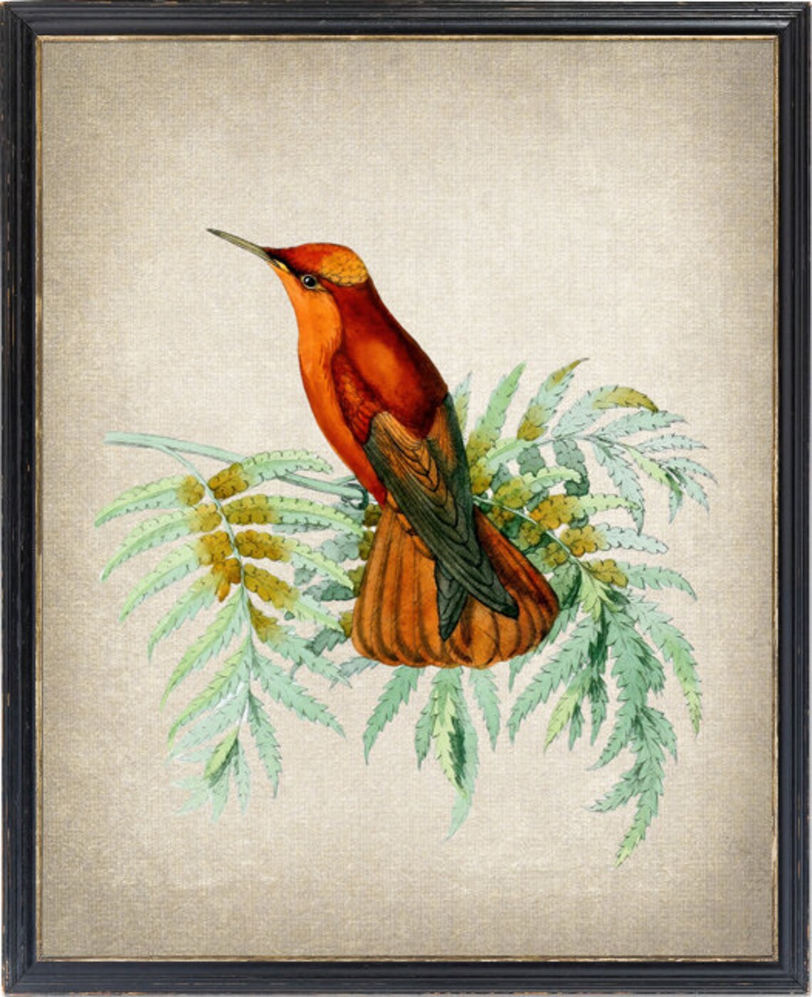 Crimson Hummingbird on Fern Vintage Botanical Illustration Print