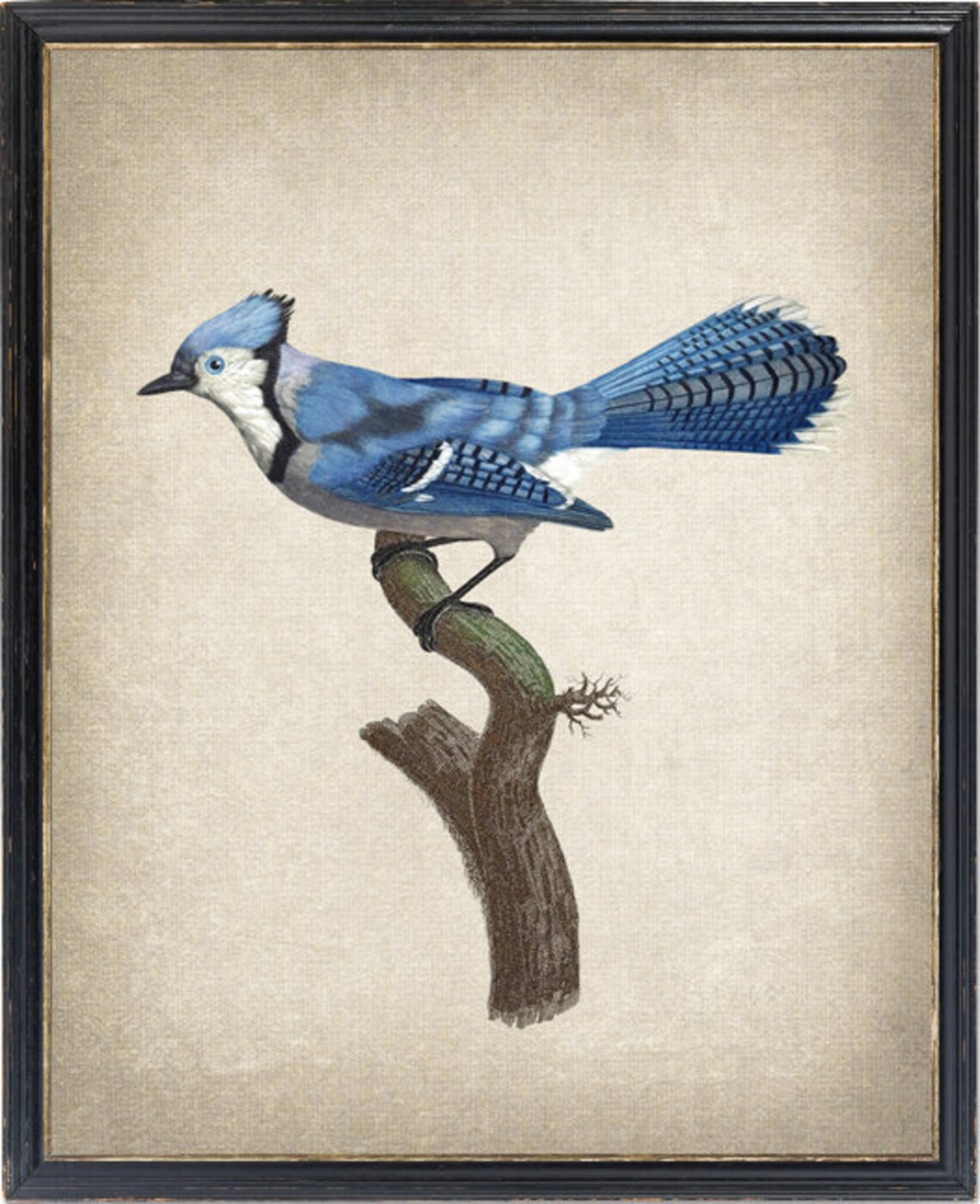 Blue Jay Bird Vintage Illustration Art Print