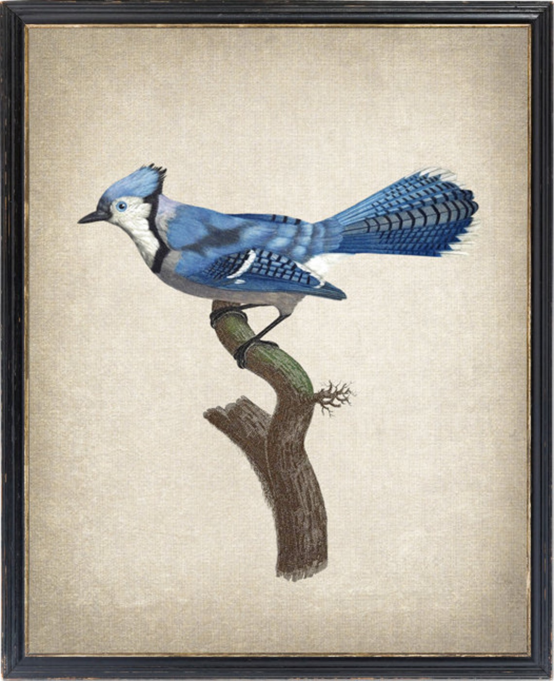 Vintage Blue Jay Illustration Antique Bird Art Perched Branch Poster
