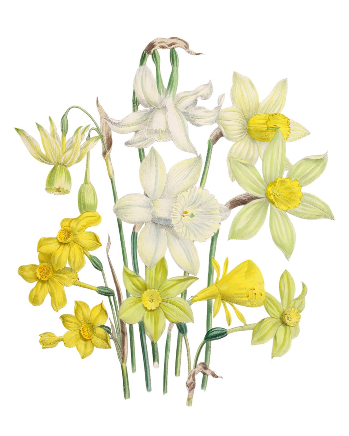 Garden Daffodils Vintage Botanical Narcissus Flower Art Poster - Image 2