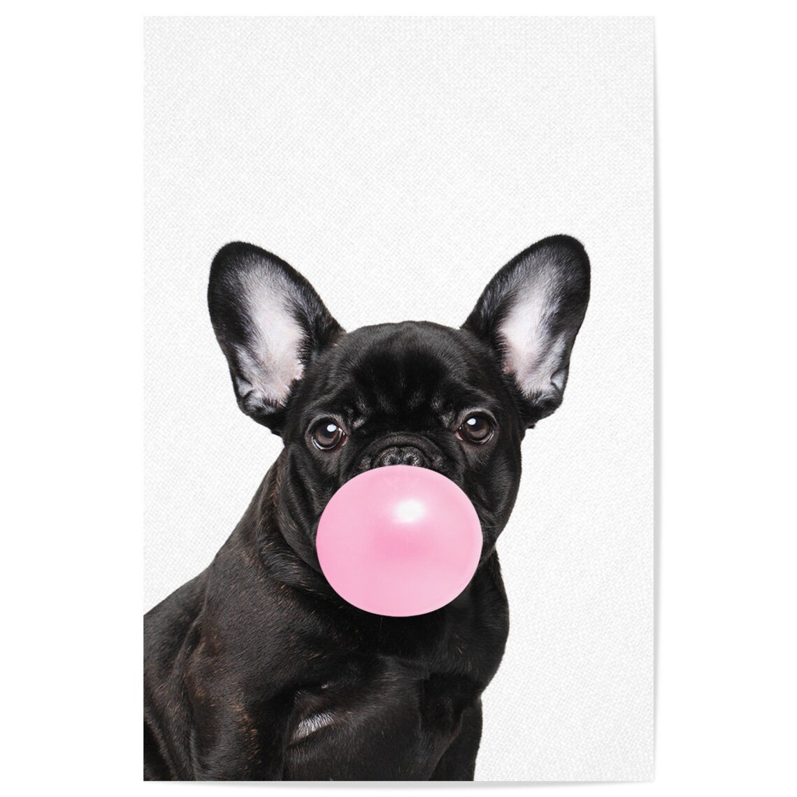 Black French Bulldog Blowing Pink Bubblegum Bubble Cute Dog Poster - Image 2
