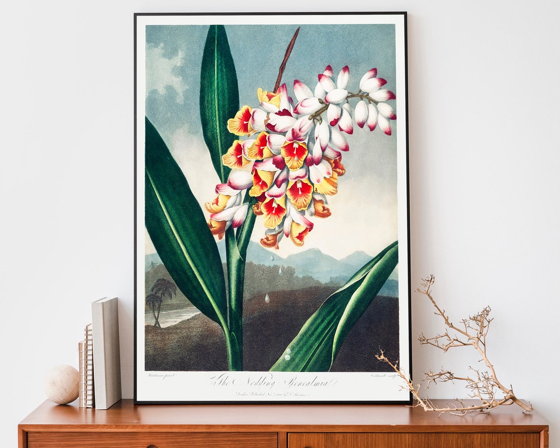 Robert John Thornton Nodding Renealmia Flower Botanical Poster