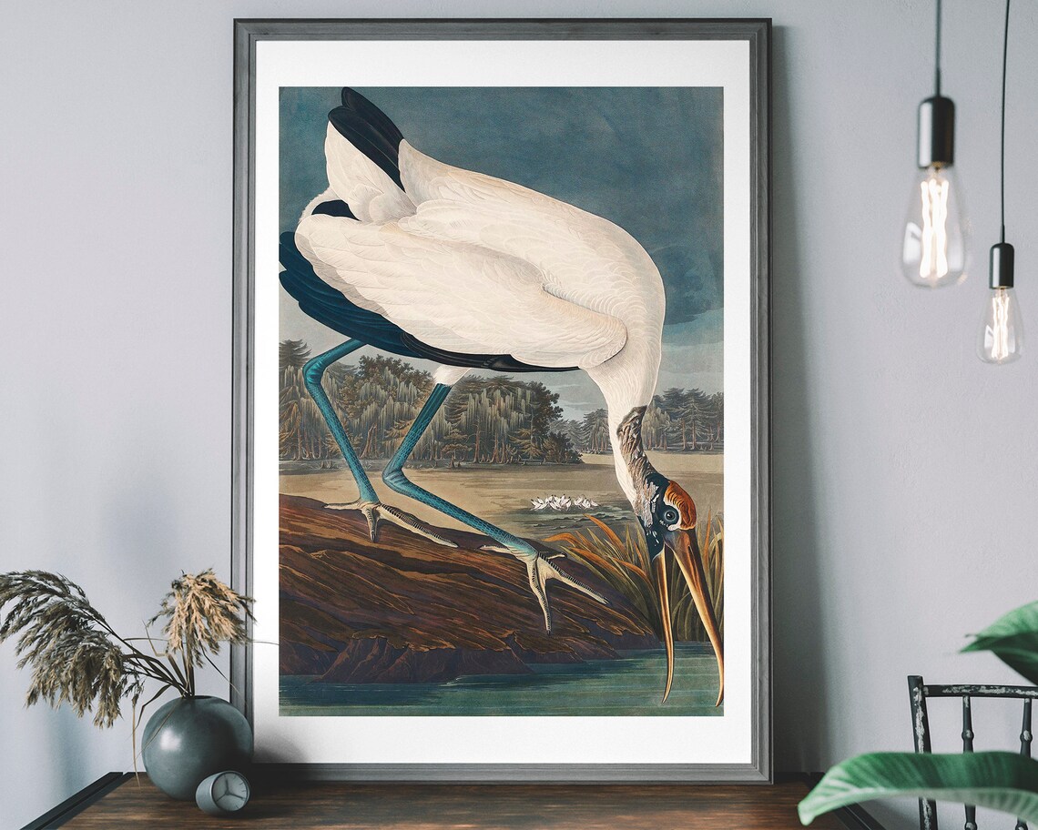 Wood Stork Vintage Art Print, Birds of America Decor