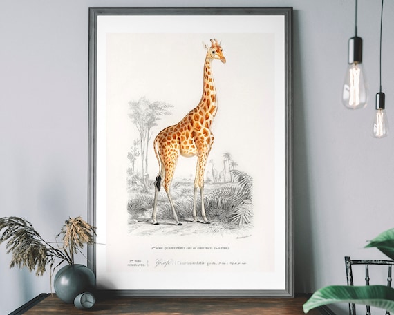 Vintage Giraffe Safari Animal Illustration Art Print