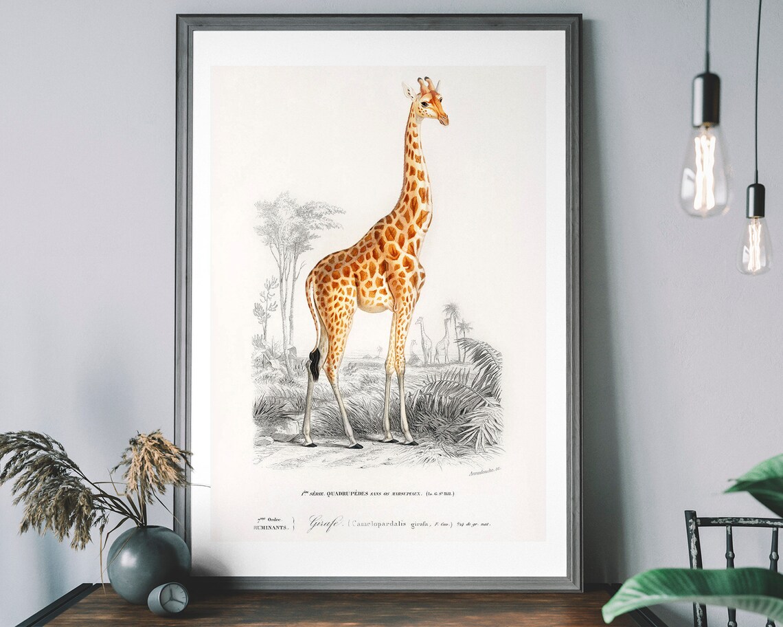 Vintage Giraffe Safari Animal Illustration Art Print