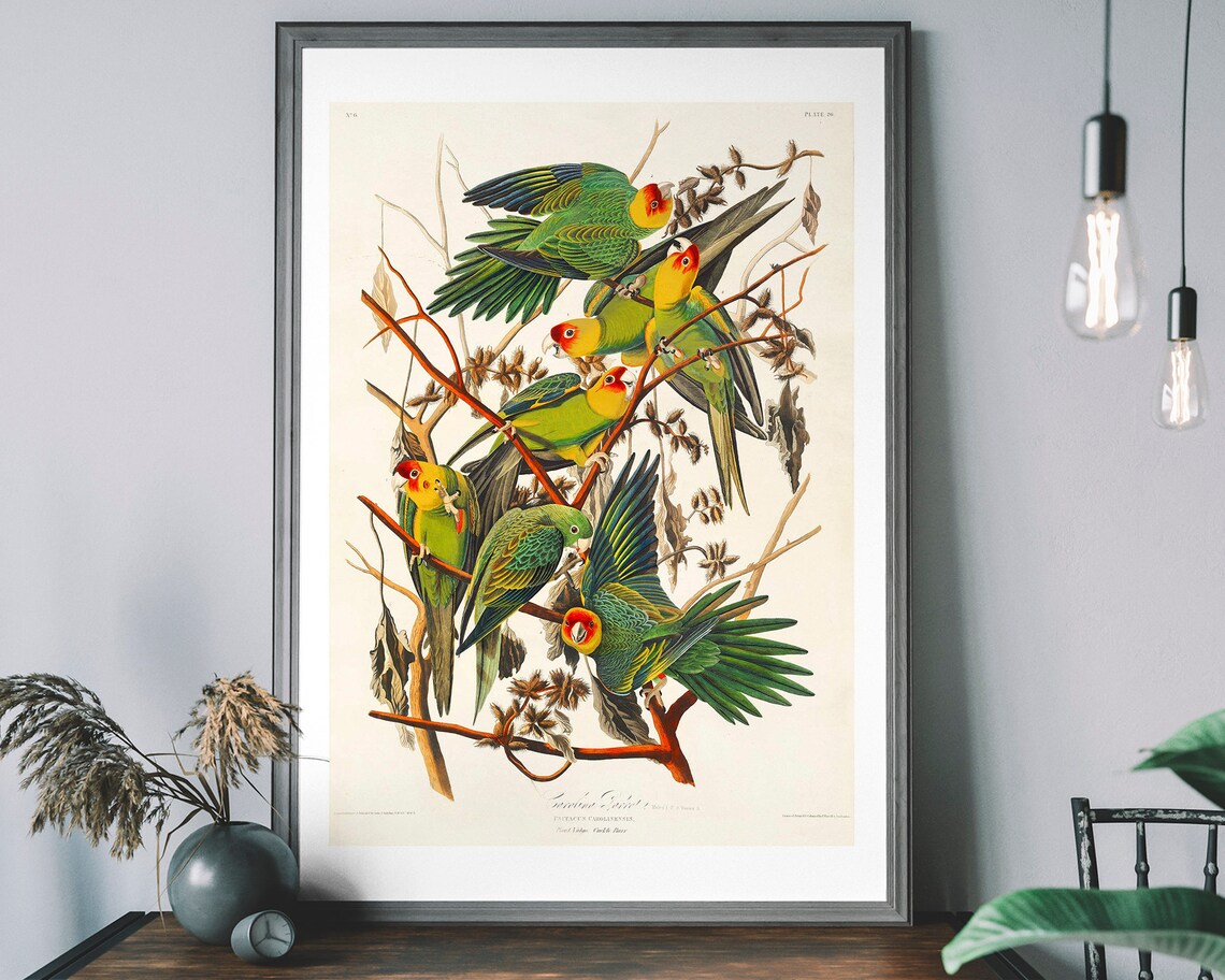 Carolina Parrot Vintage Art Print, Audubon Bird Decor