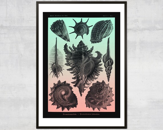 Haeckel Prosobranchia Shells Art Nouveau Science Chart Poster