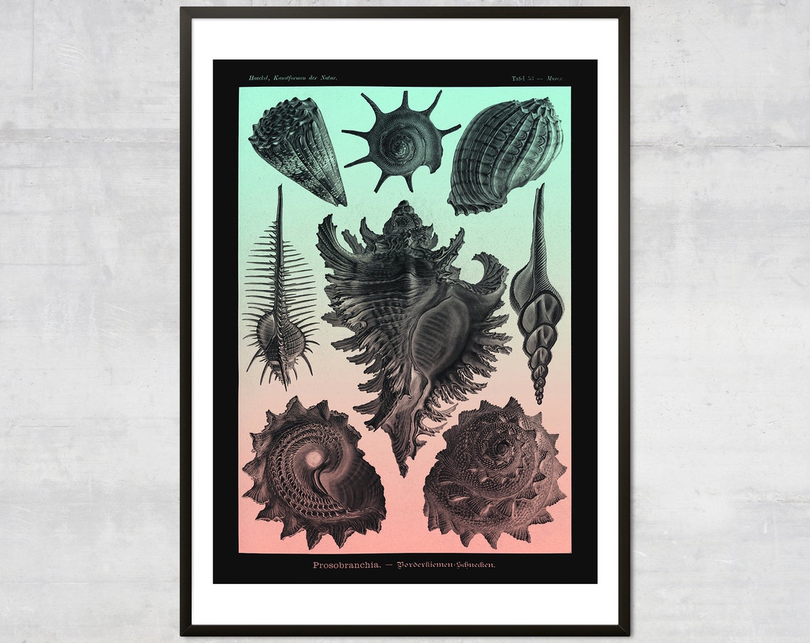 Haeckel Prosobranchia Shells Art Nouveau Science Chart Poster