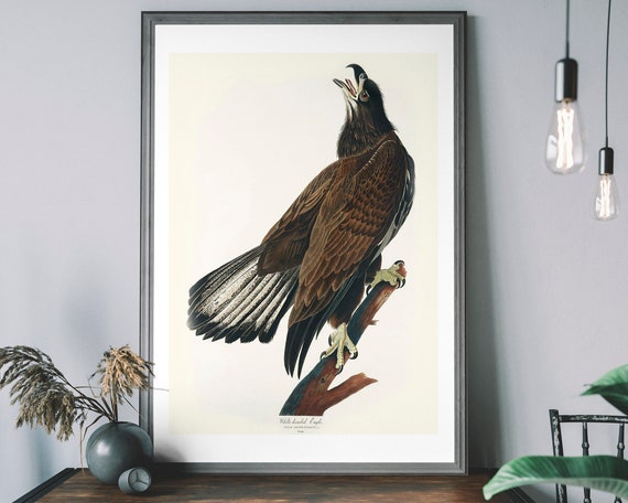 Vintage Eagle Art Print Birds Of America Painting Antique Bird Illustration