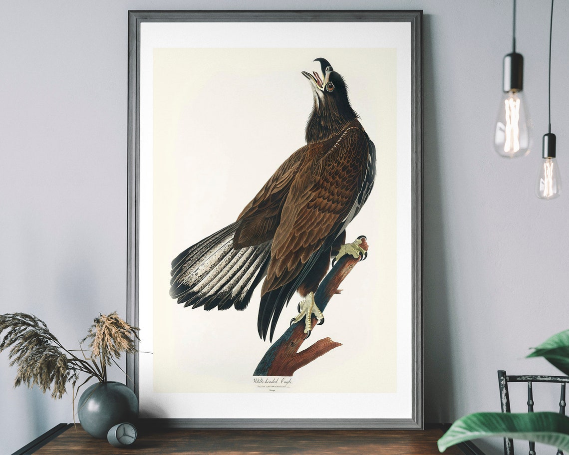 White Headed Eagle Audubon Style Vintage Bird Illustration Poster