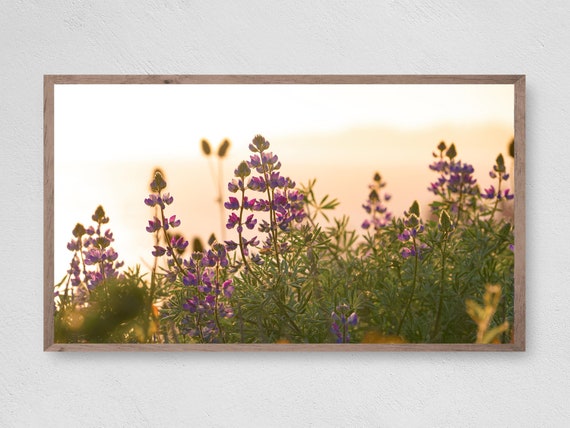 Wild Lupine Frame Tv Art Instant Farmhouse Frame Tv Art Art Tv For Frame