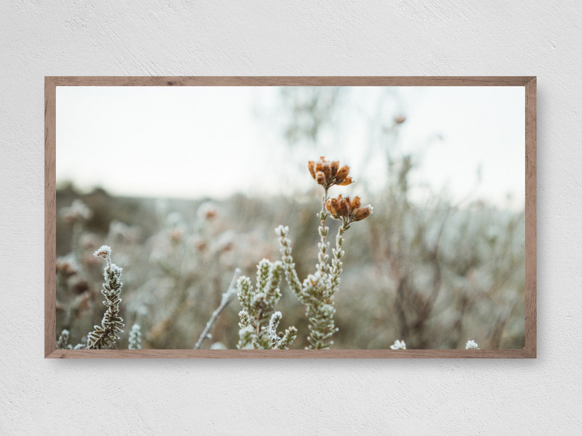 Frosted Wildflowers Close Up Delicate Winter Morning Flower Poster