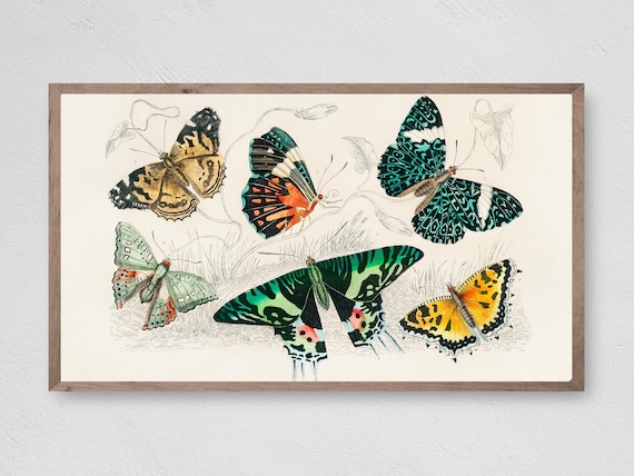 Vintage Butterflies Art Print, Frame TV Decor