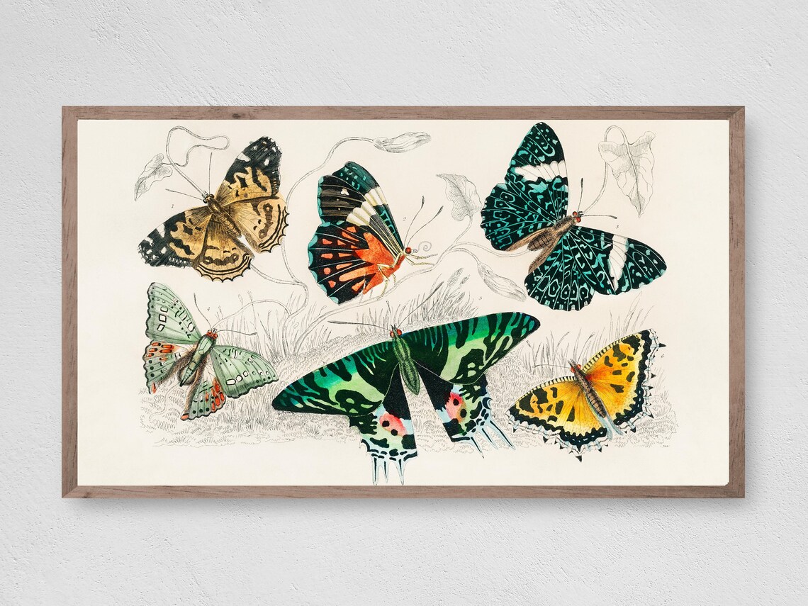 Vintage Butterflies Art Print, Frame TV Decor