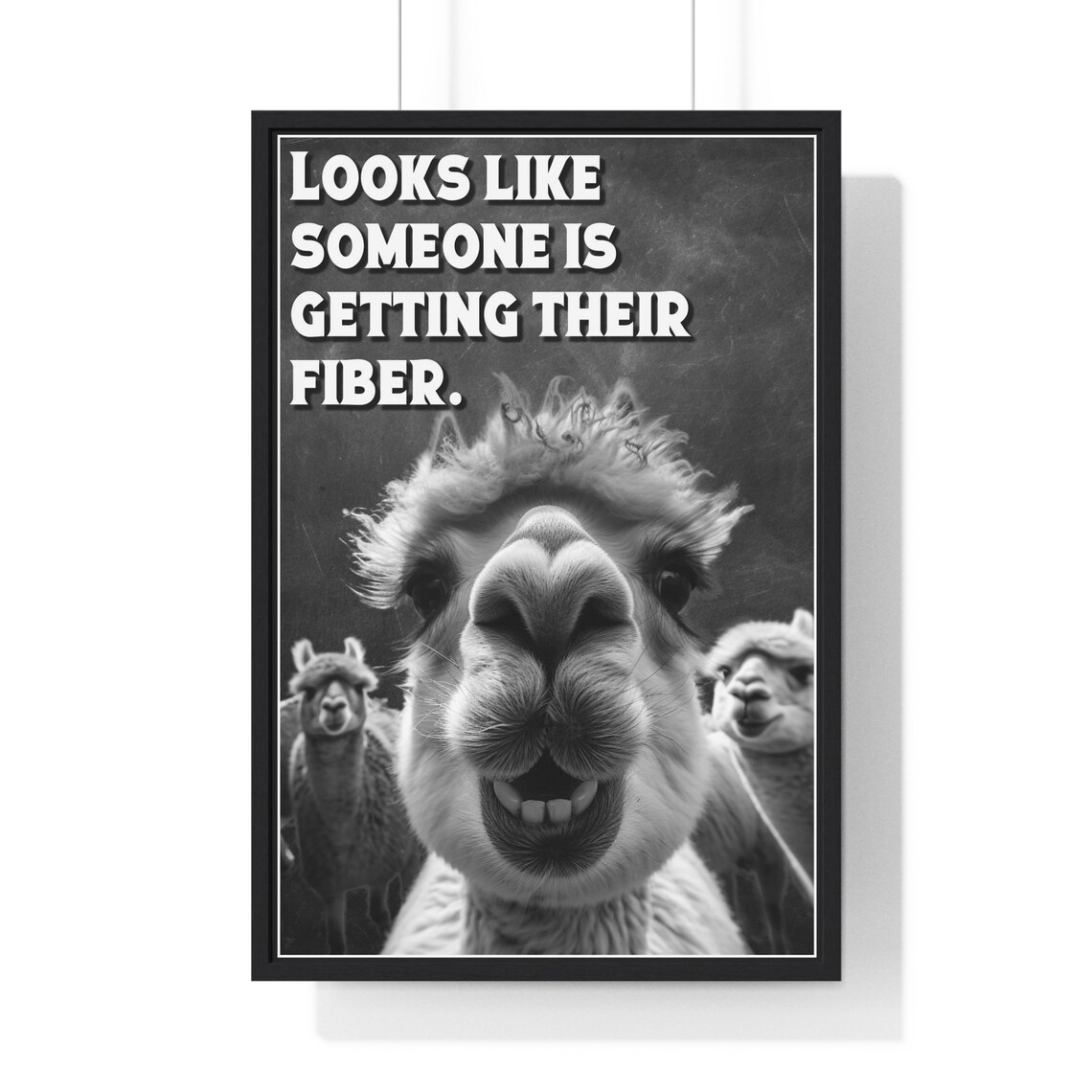 Alpaca Selfie Framed Close-Up Getting Their Fiber Funny Bathroom Poster