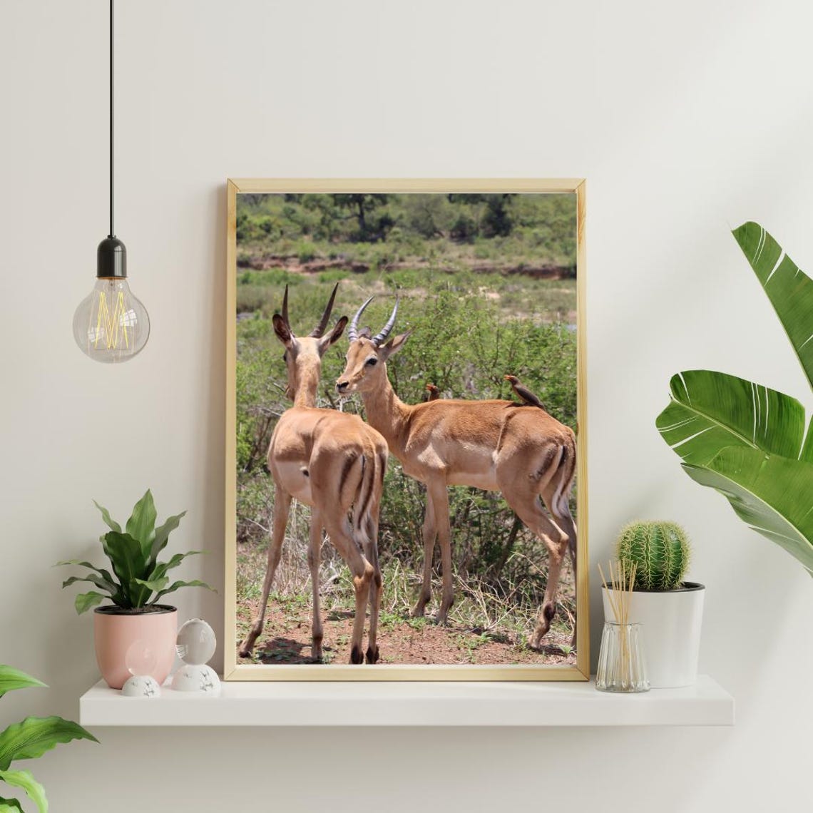 Impalas Art Print, Africa Game Reserves - Image 4