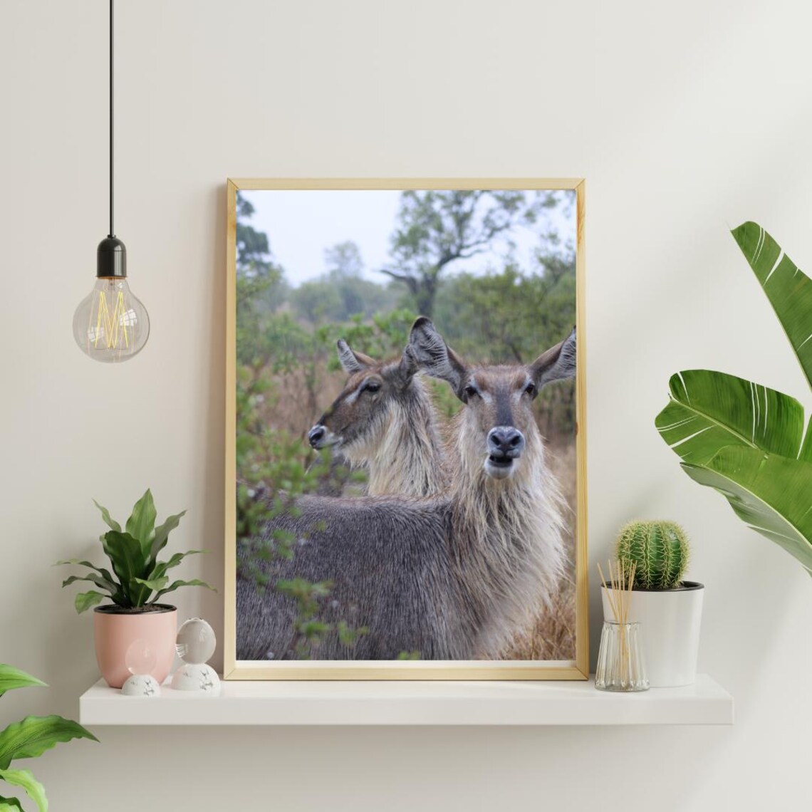 Two Waterbuck Antelope Standing Close In The African Savanna Poster - Image 4