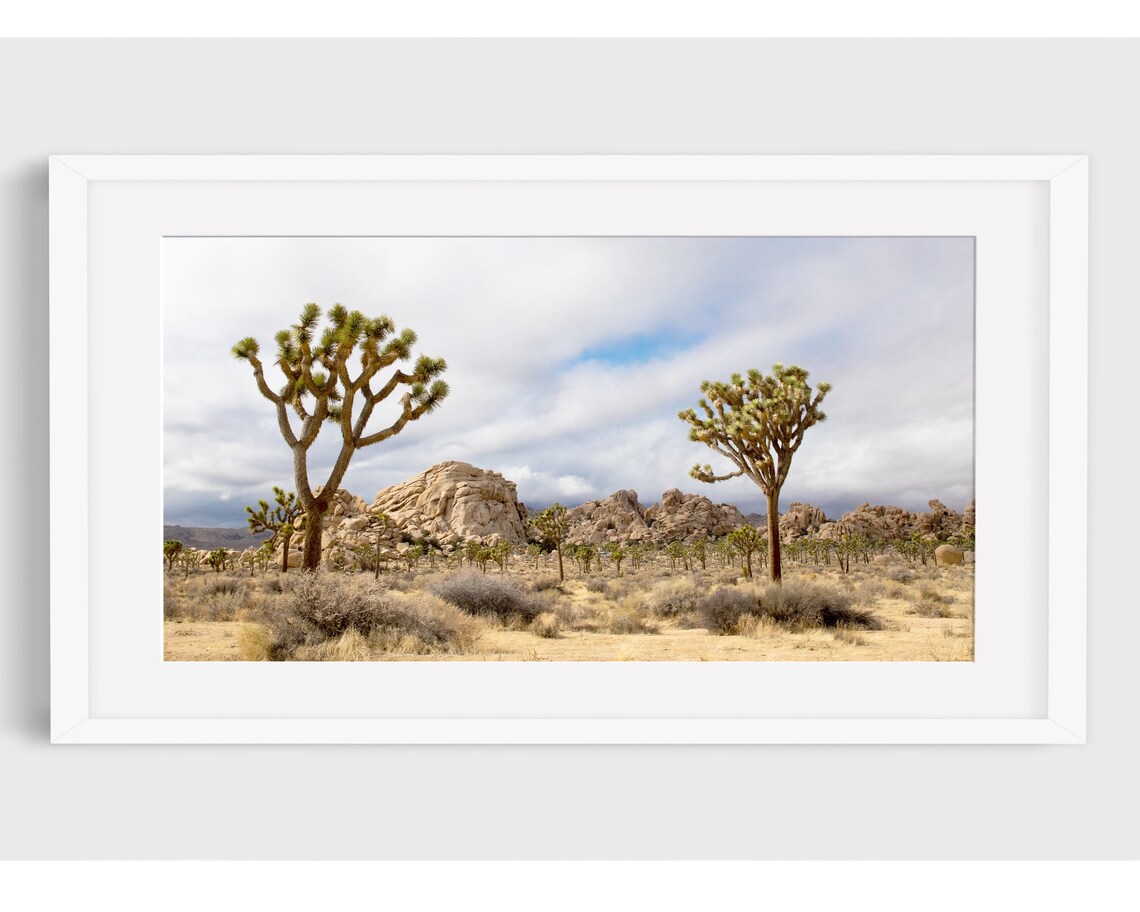 Joshua Tree Photo Panorama, California Desert Landscape