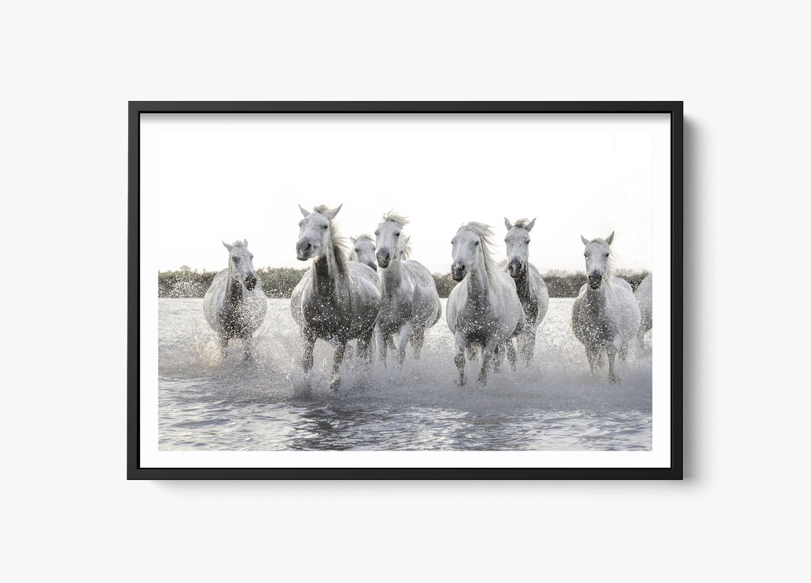 White Horse Print, Wild Camargue Horses Art