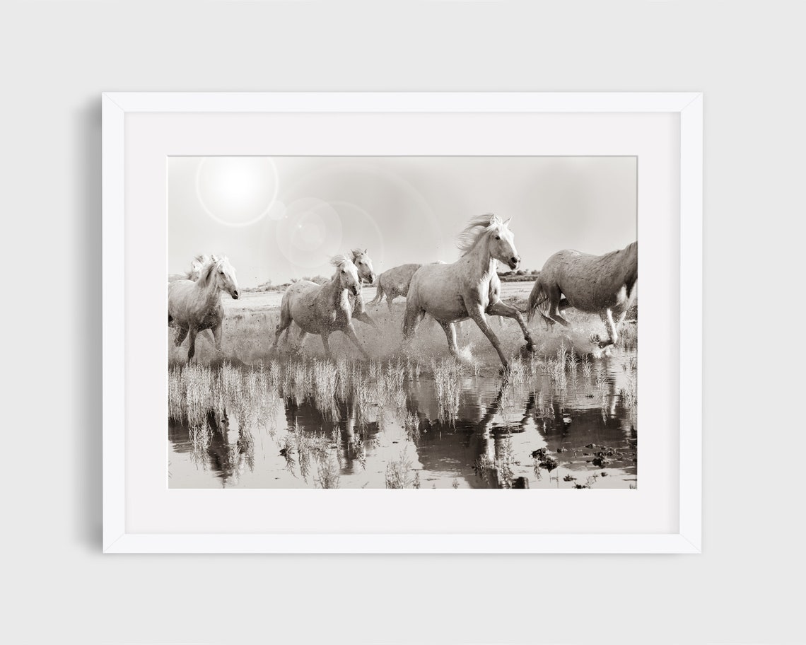 Wild Horse Photography Print, Camargue Horse