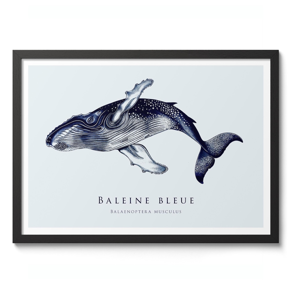Baleine Bleue Blue Whale French Scientific Illustration Poster