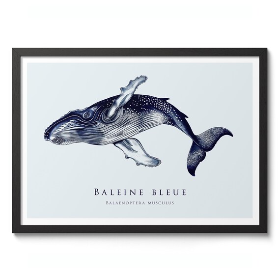 Blue Whale Print Nature Animal Poster Vintage Illustration Wall Art Fish Decor Gift