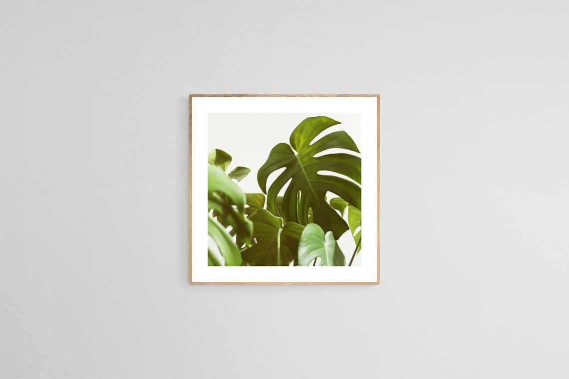 Monstera Print - Botanical Fine Art Photograph