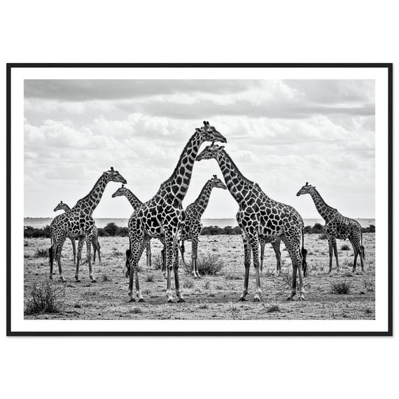 Black And White Giraffe Minimalist Safari Art Print