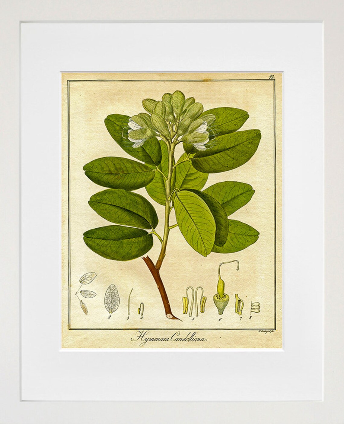 Botanical Hymenaea Candolliana Print Vintage Plant Illustration Art - Image 2