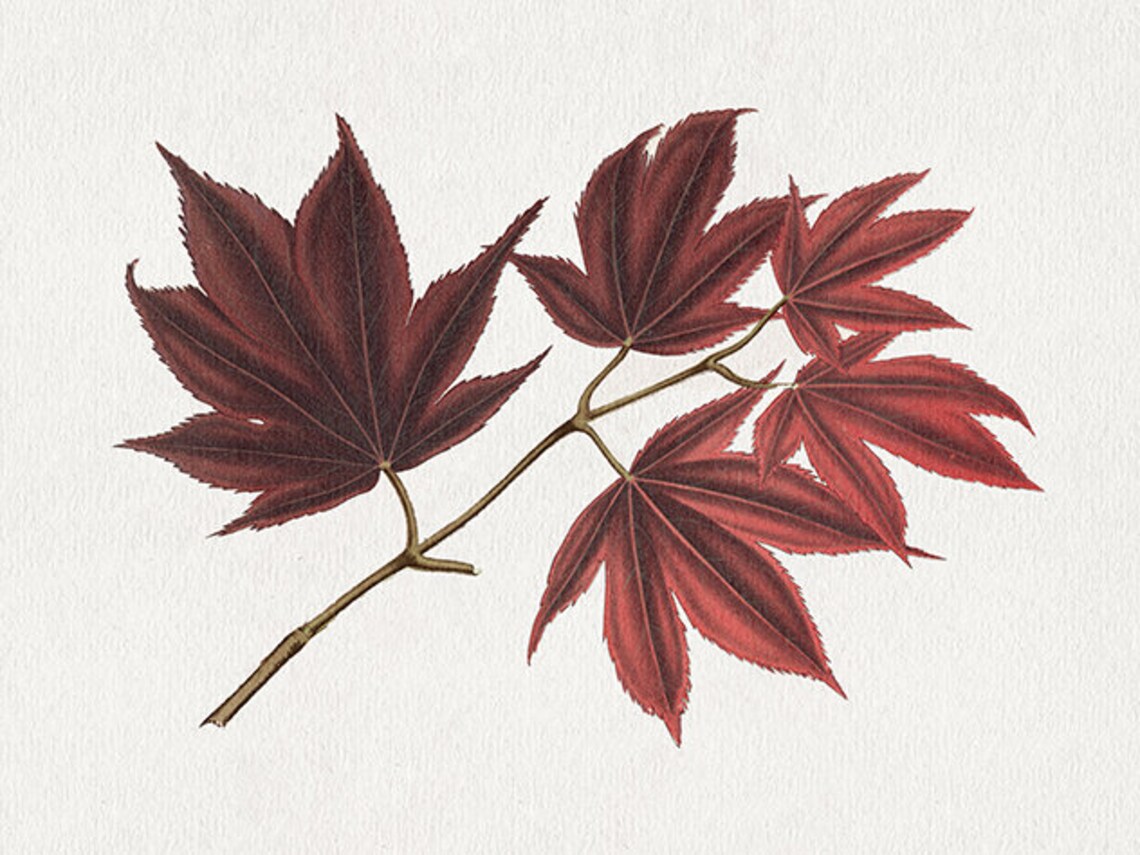 Fall Botanical Maple Branch Drawing, Autumn Decor - Image 4