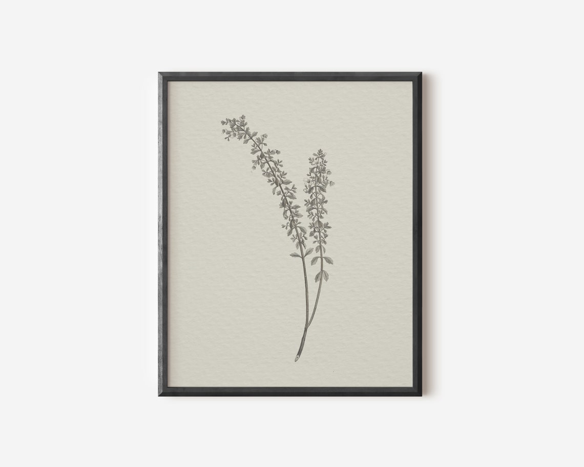 Vintage Botanical Drawing, Sketch Art Print - Image 3