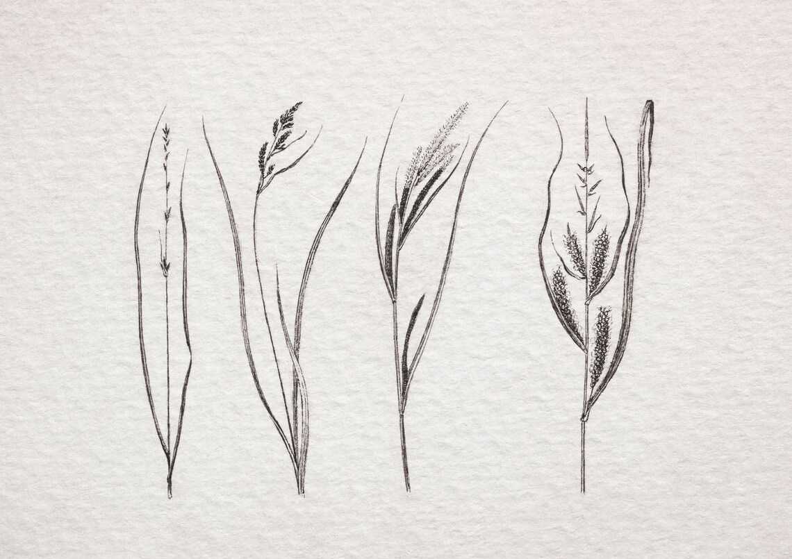 Neutral Vintage Botanical Drawing Art Print - Image 3