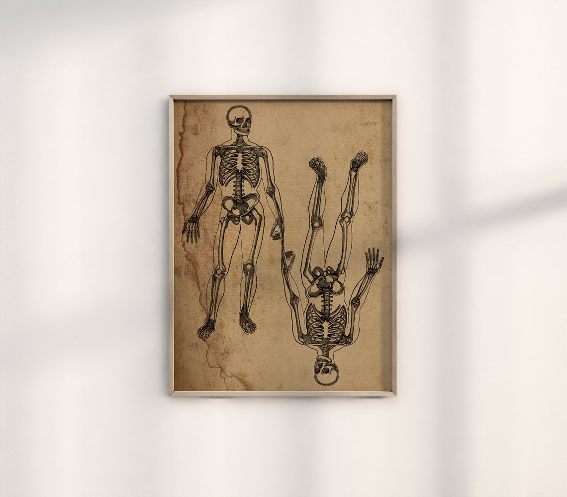 Vintage Anatomical Skeleton Study Antique Paper Gothic Decor Poster