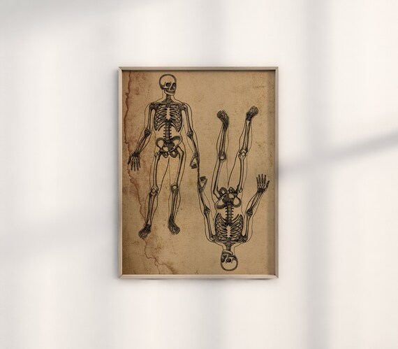 Vintage Anatomical Skeleton Study Antique Paper Gothic Decor Poster
