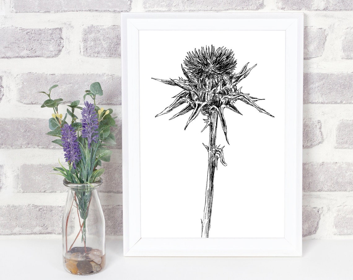 Thistle Flower Head Black White Botanical Ink Sketch Art Print