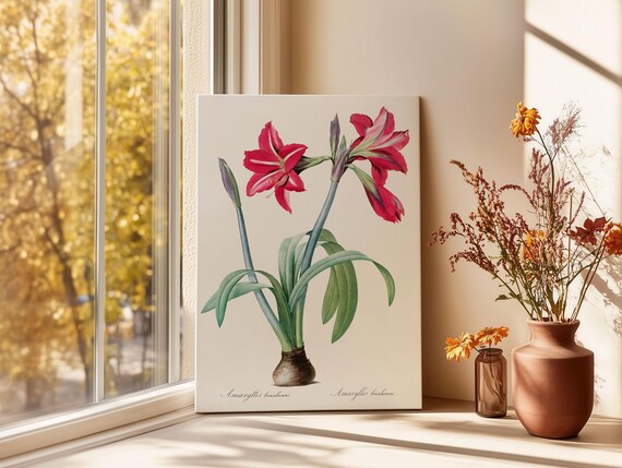 Pierre Joseph Redoute Style Red Amaryllis Botanical Art Poster