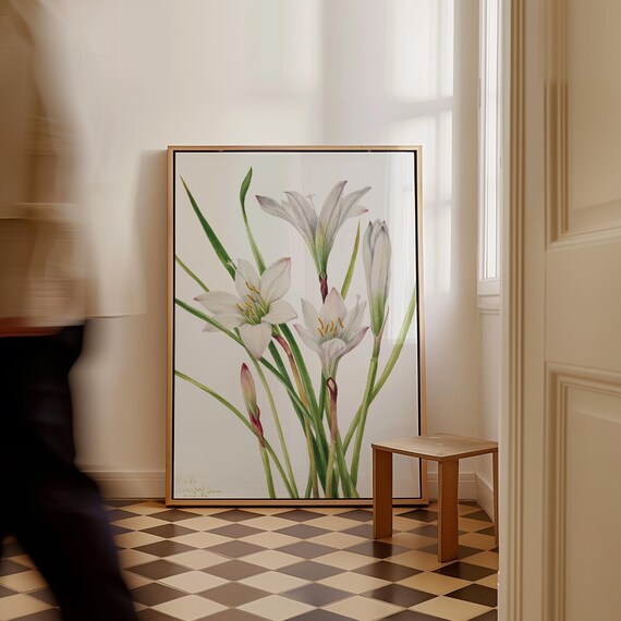 Mary Vaux Walcott Atamasco Lily Art Print Vintage Botanical Wall