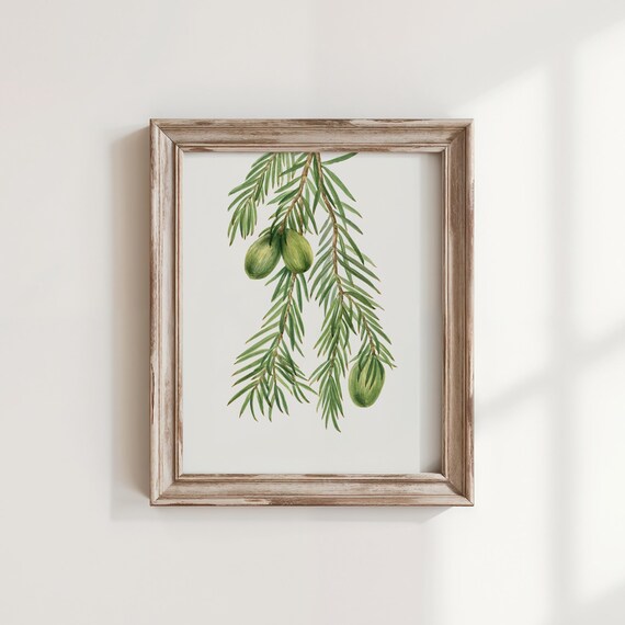 Nutmeg Branch Vintage Botanical Watercolor Illustration Poster