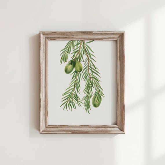 Vintage Nutmeg Flower Art Print Restored Botanical Illustration
