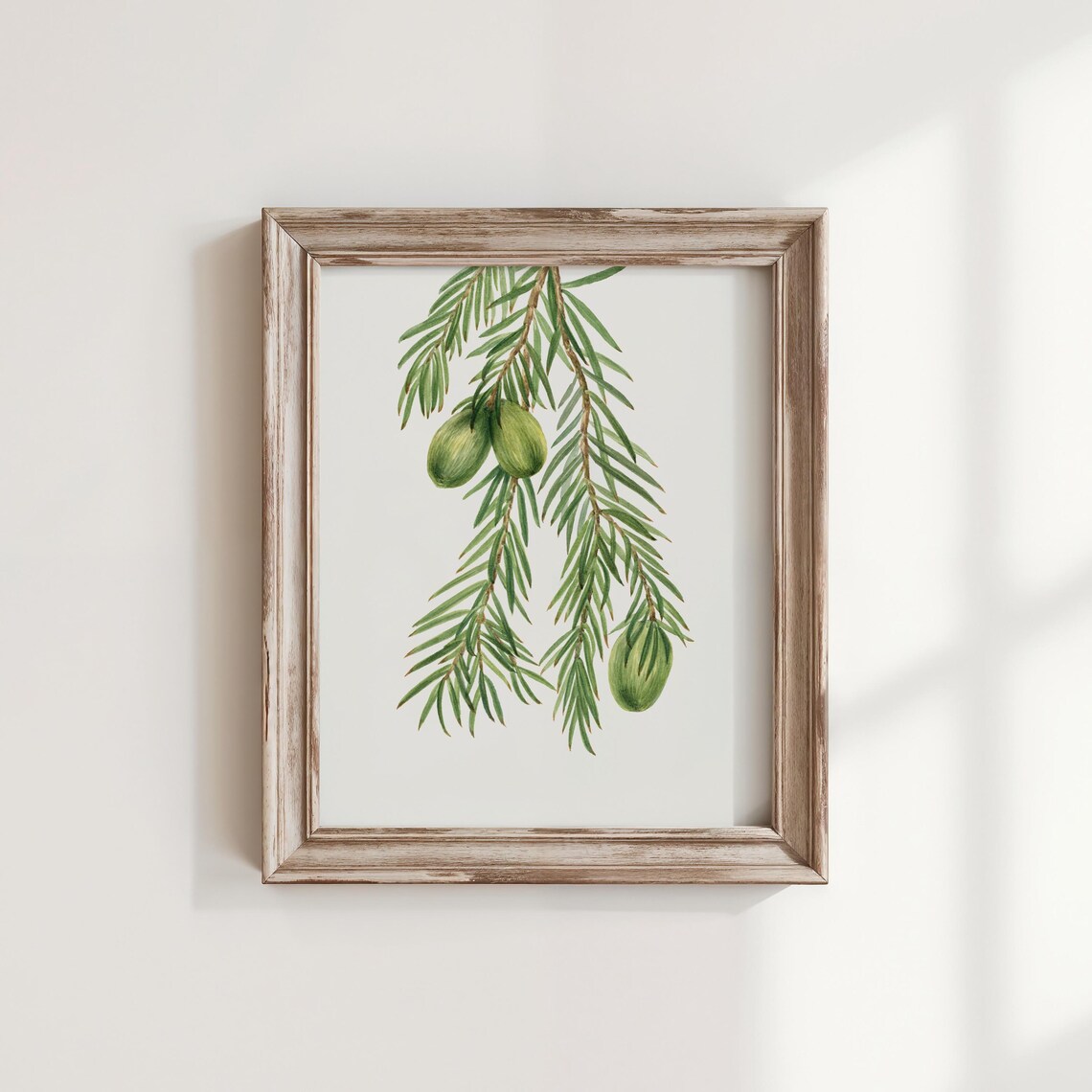 Vintage Nutmeg Flower Art Print Restored Botanical Illustration