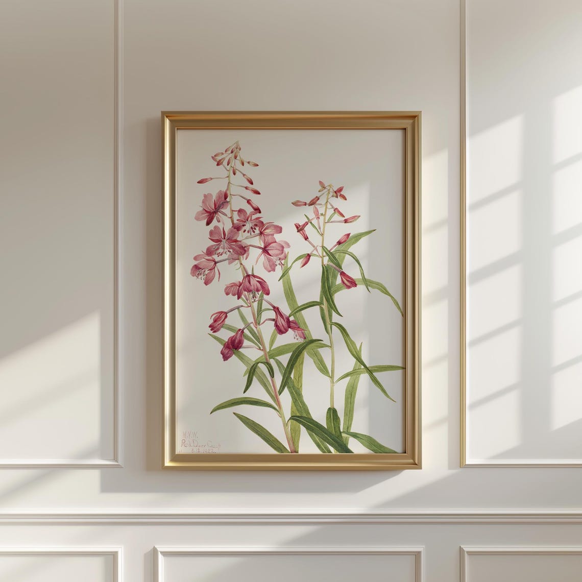 Mary Vaux Walcott Fireweed Pink Spire Vintage Botanical Print
