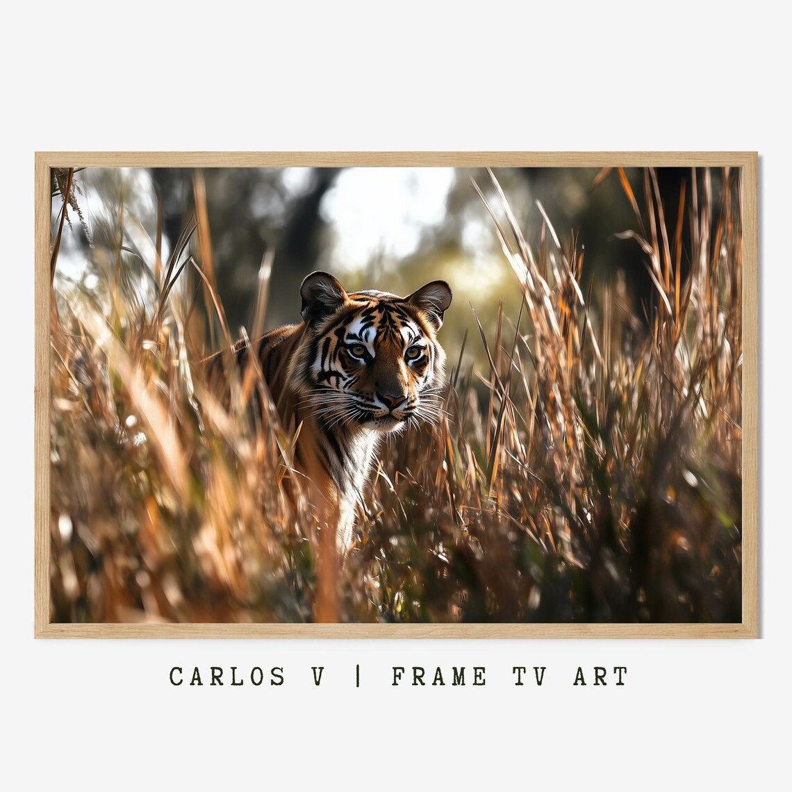 Tiger Peeking through Tall Golden Grass Hidden Wildlife Photo Art Poster