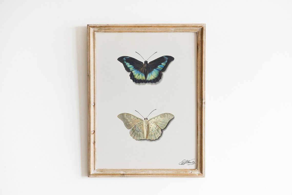 Antique Butterfly Pair Vintage Insect Illustration Entomology Poster - Image 2