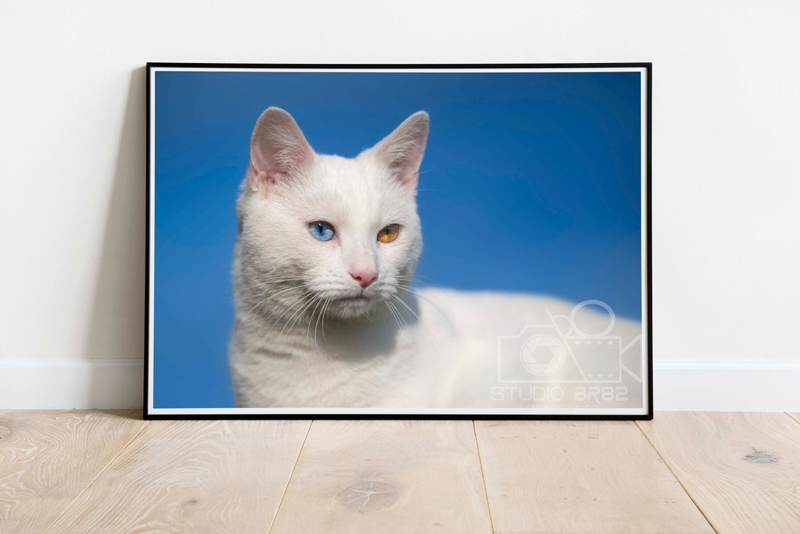 White Cat with Two Different Colored Eyes Against Blue Sky Poster