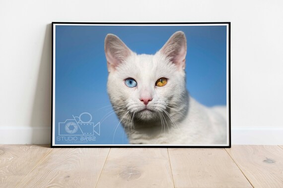 White Cat With Odd Eyes Heterochromia Pet Portrait Animal Poster