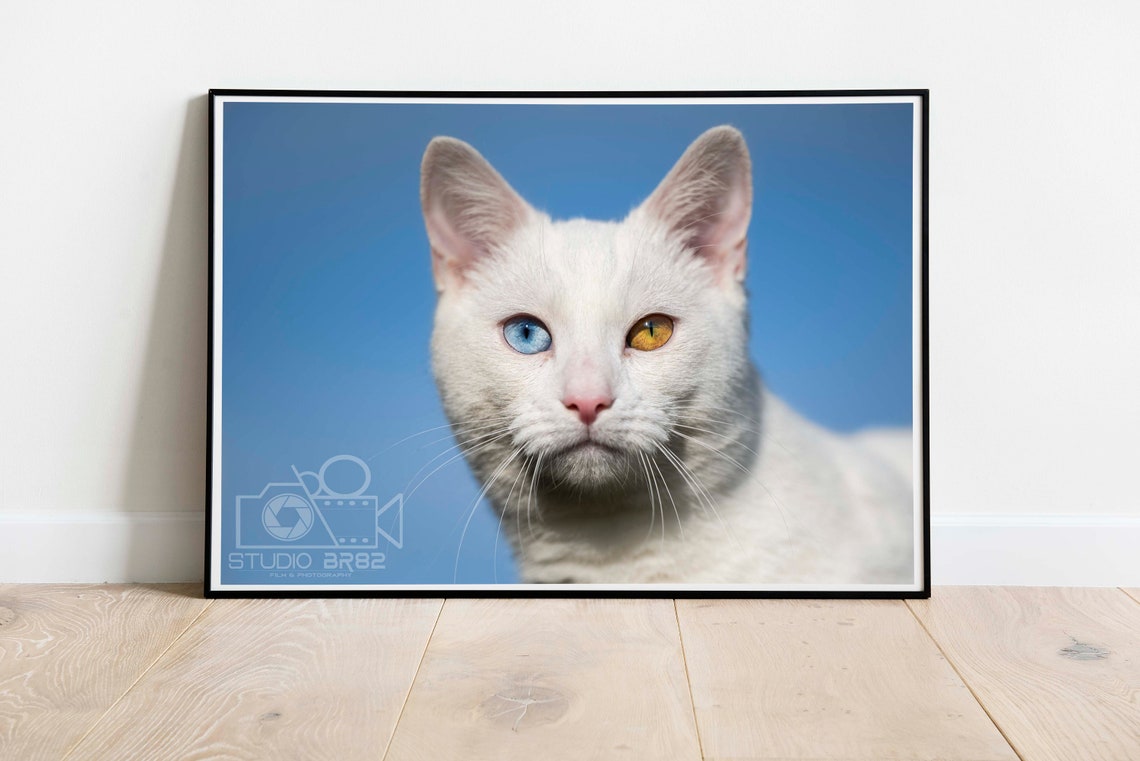 White Cat With Odd Eyes Heterochromia Pet Portrait Animal Poster