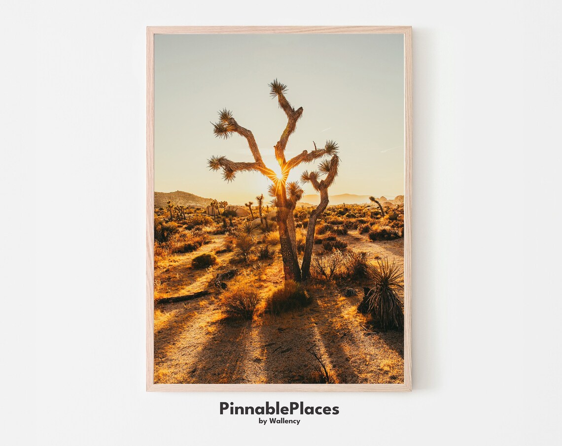 Joshua Tree Desert Sunset Photography Golden Light Art Print
