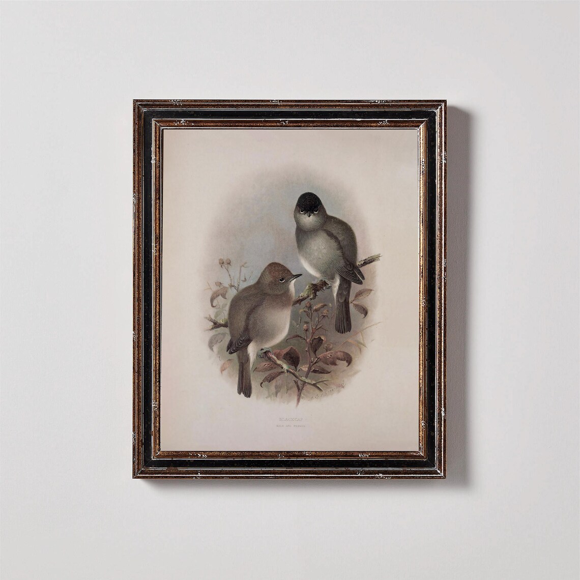 Vintage Songbird Pair Perched On Branch Classic Ornithology Art Poster