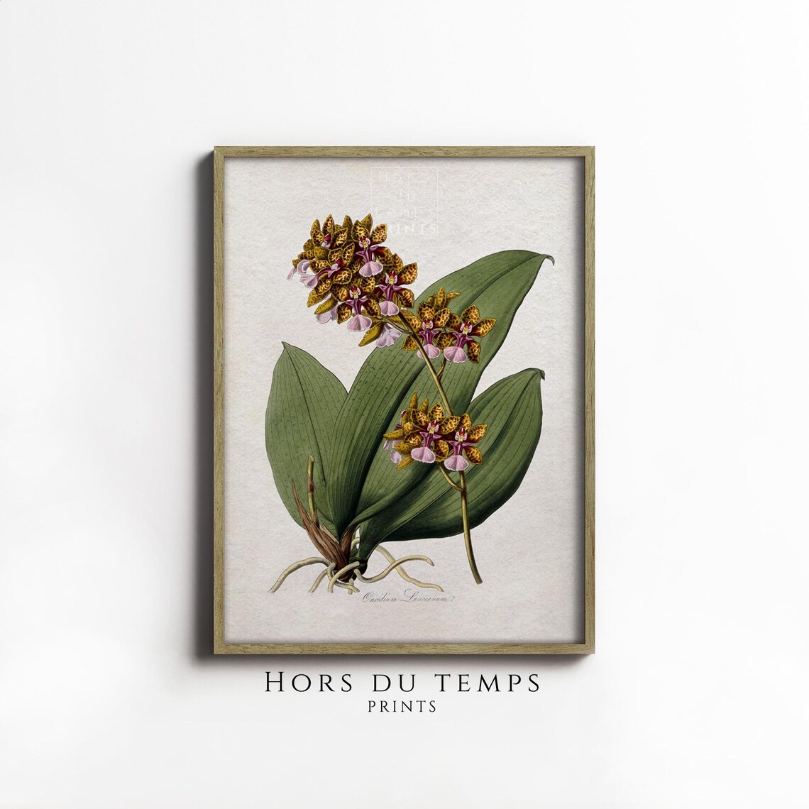Antique Oncidium Orchid Botanical Illustration Flower Art Poster