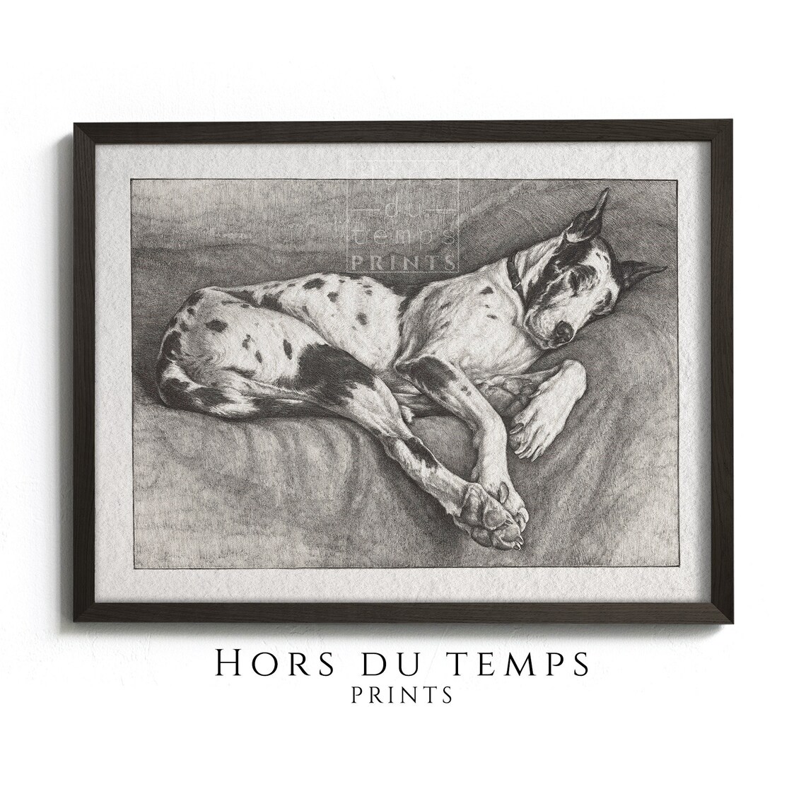 Sleeping Harlequin Great Dane Ink Sketch Dog Portrait Poster